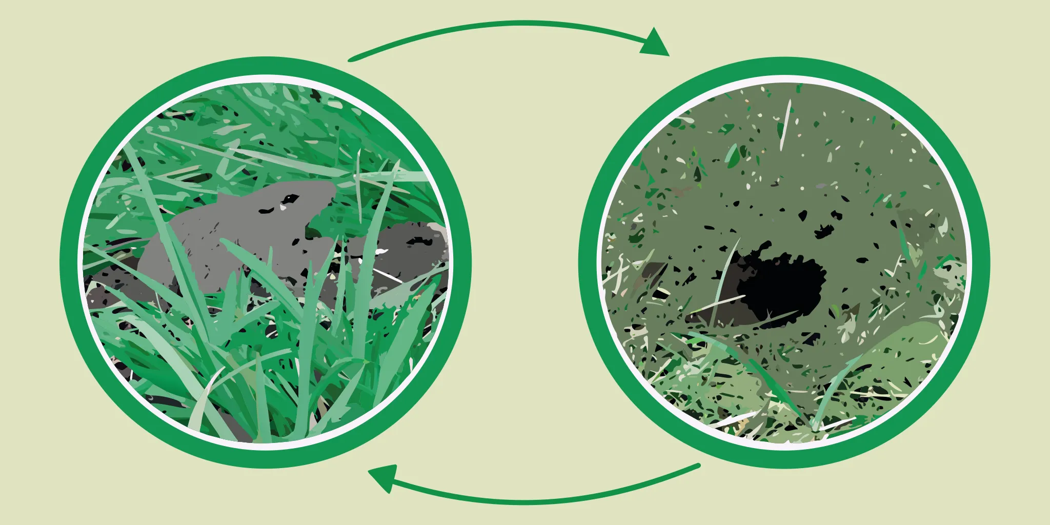Fan-shaped gopher mounds with off-center soil plugs in a residential lawn