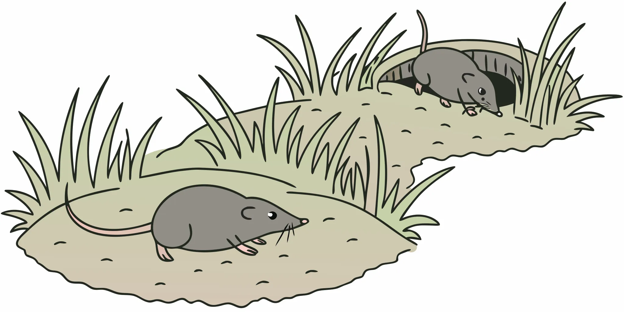 Cross section diagram of mole tunnel types in a Washington lawn showing shallow surface runways and deep permanent tunnels