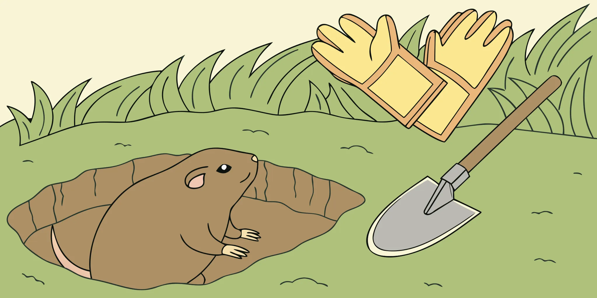 Opened pocket gopher tunnel prepared for direct trap placement