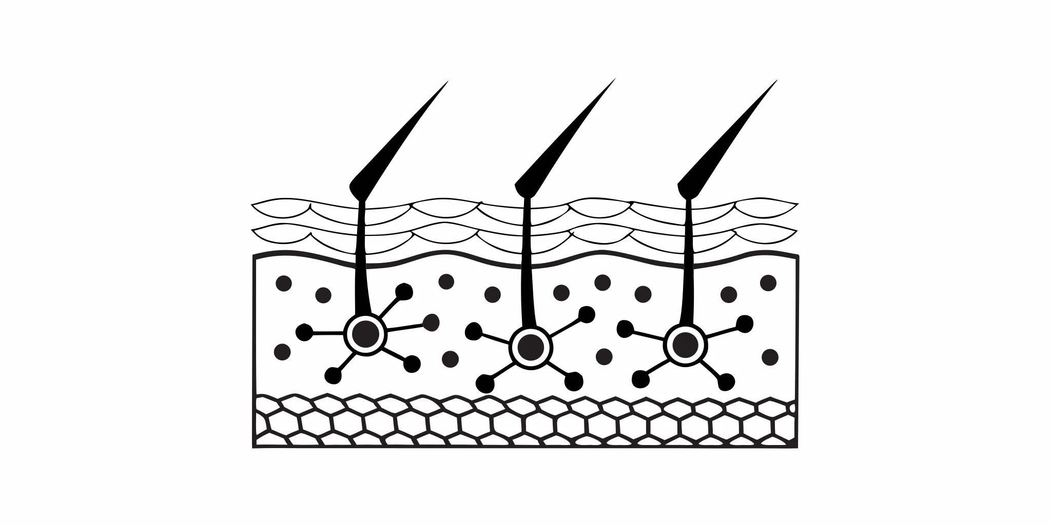 Scientific cross-section of skin showing collagen fibers and peptide molecules penetrating the dermal barrier