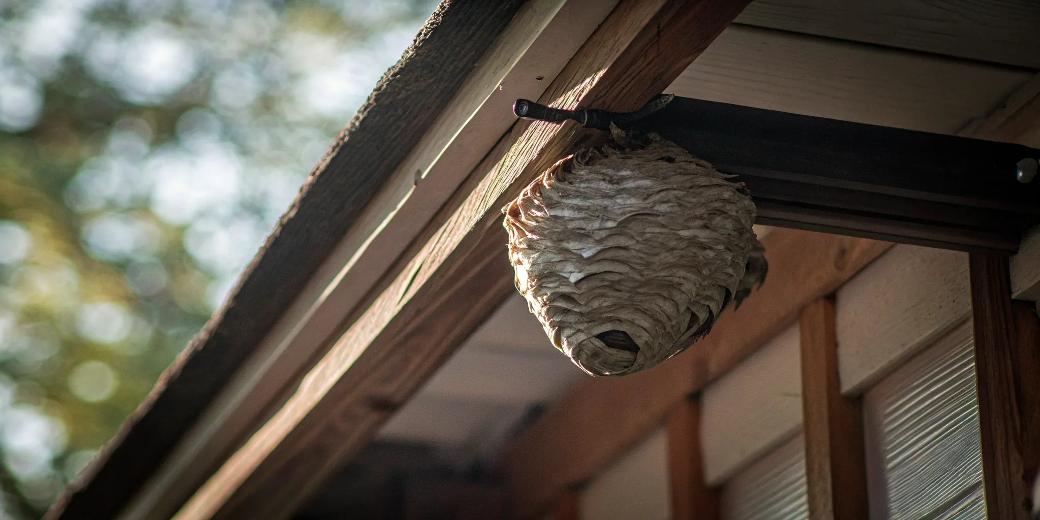 A papery wasp nest hanging from a residential wooden roof eave in Denver