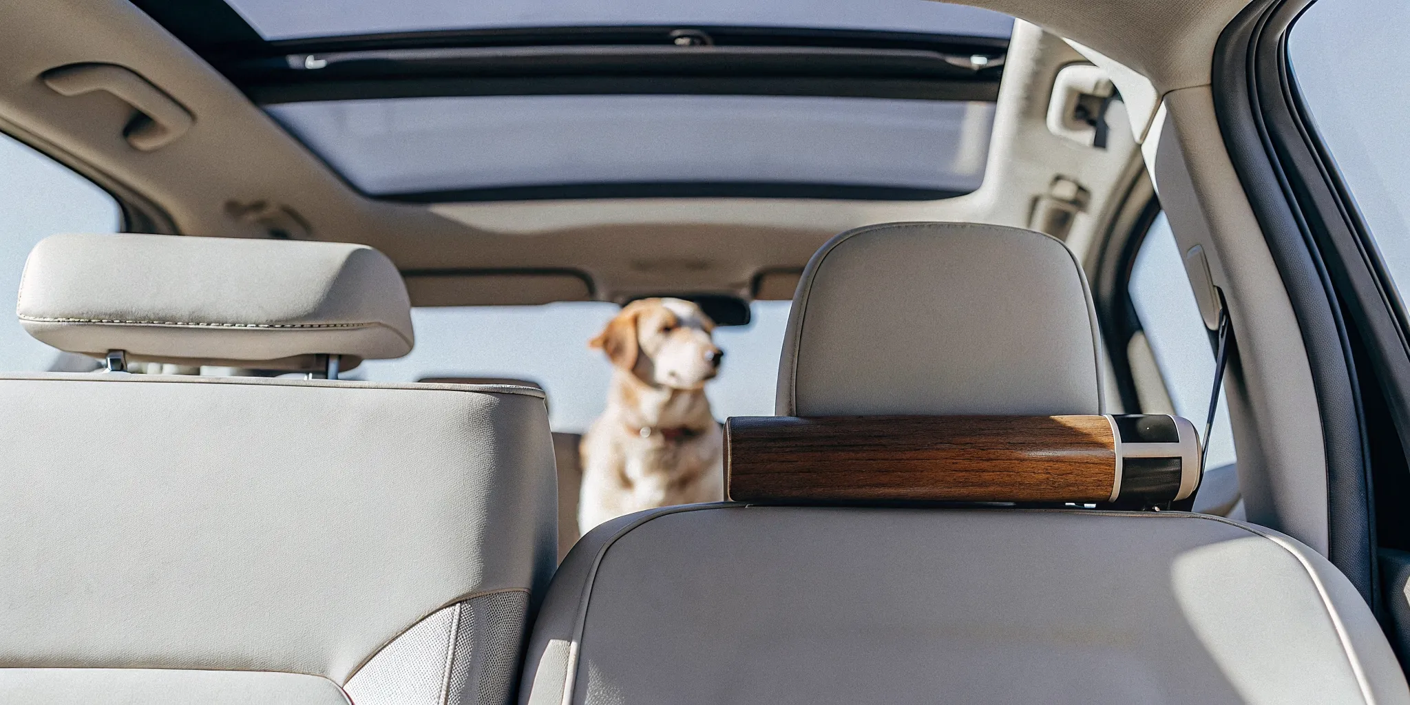 Pet Safe Car Air Freshener: A Thoughtful Guide