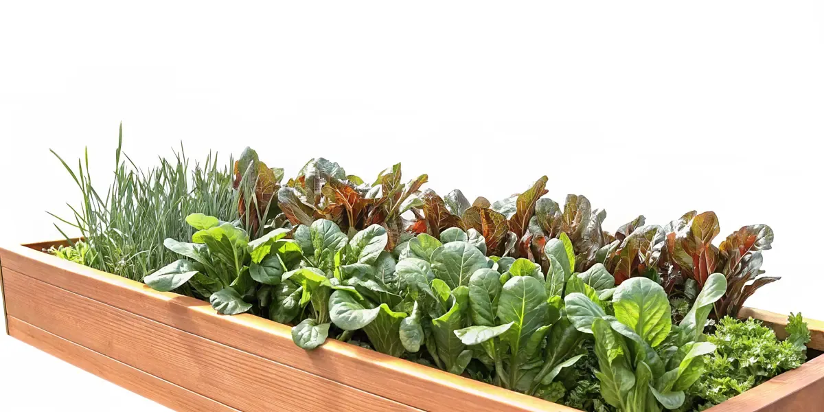 Vibrant leafy greens growing in a self-watering planter