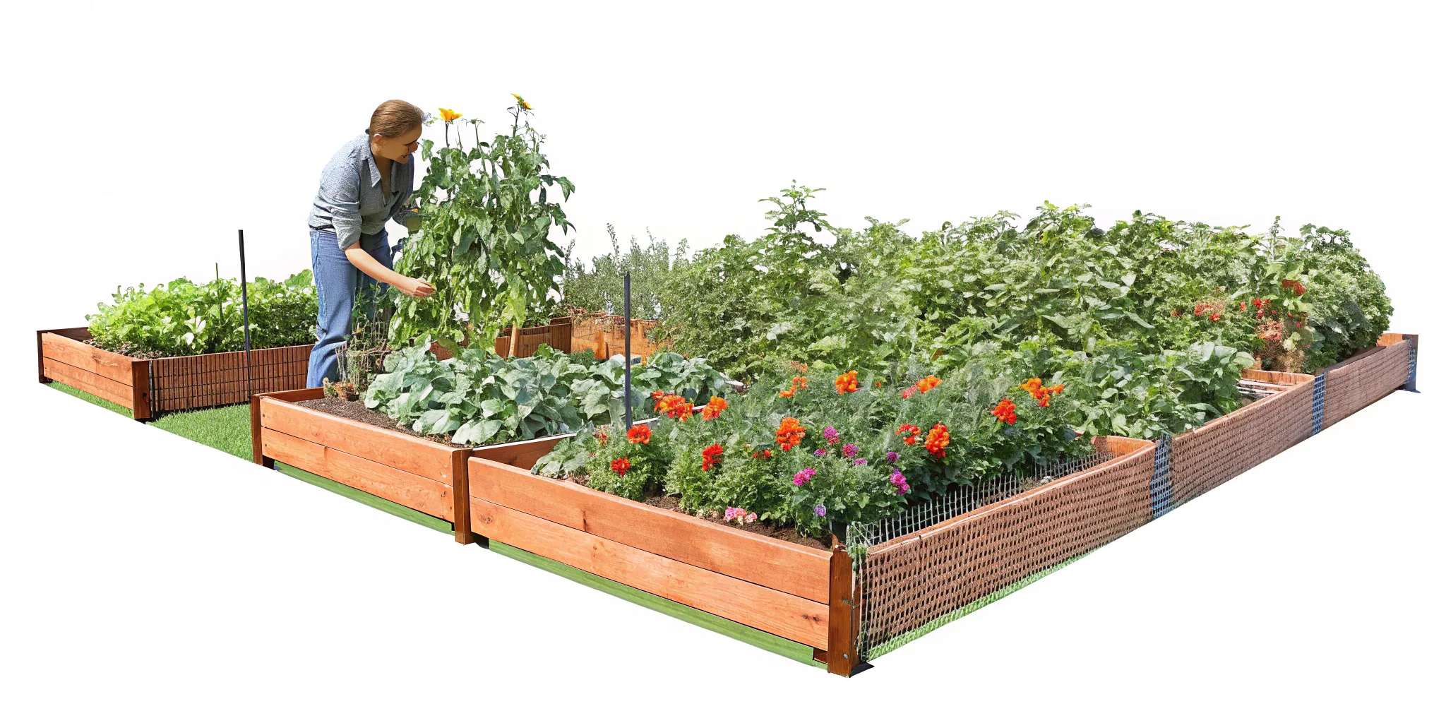 Gardener monitoring vegetables for signs of pests