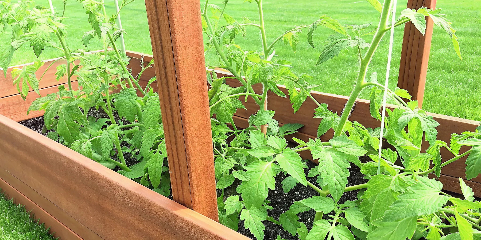 Trellis secured along the edge of a raised garden bed