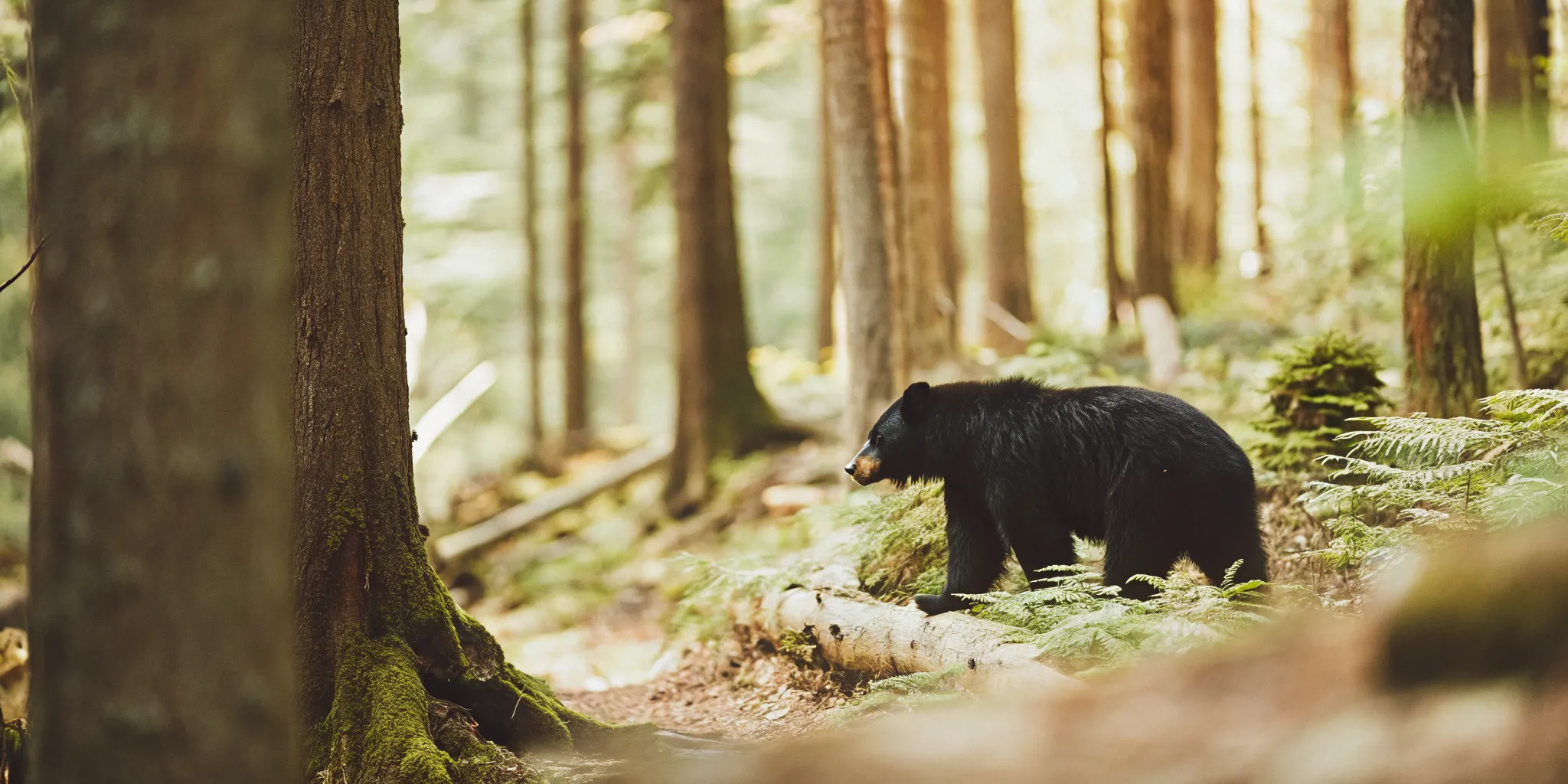 Black bear walking through old-growth cedar forest in Whistler BC, natural wildlife habitat with lush green undergrowth and tall trees
