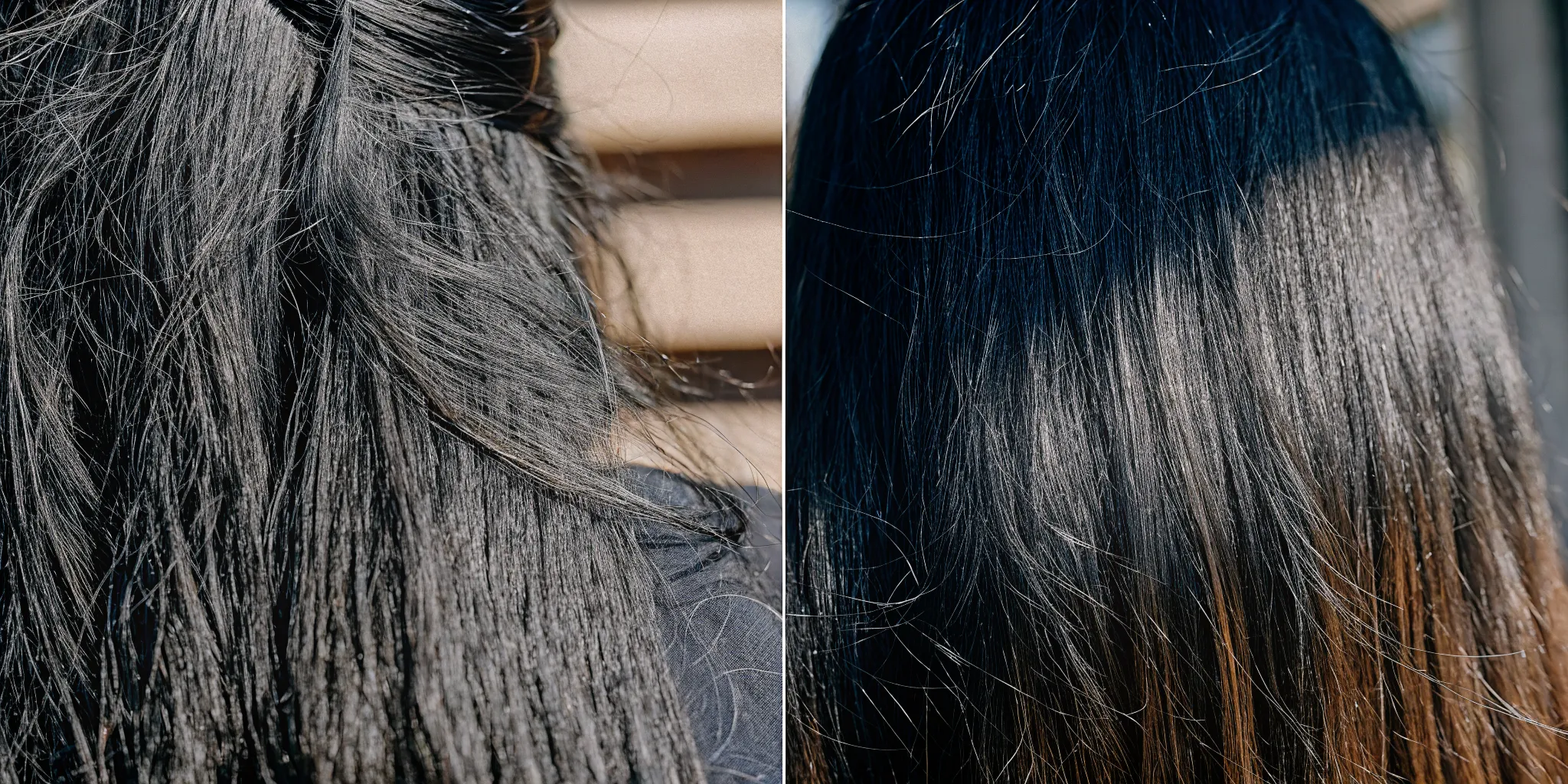 Side-by-side comparison of dull untreated color-treated hair and healthy shiny color-treated hair