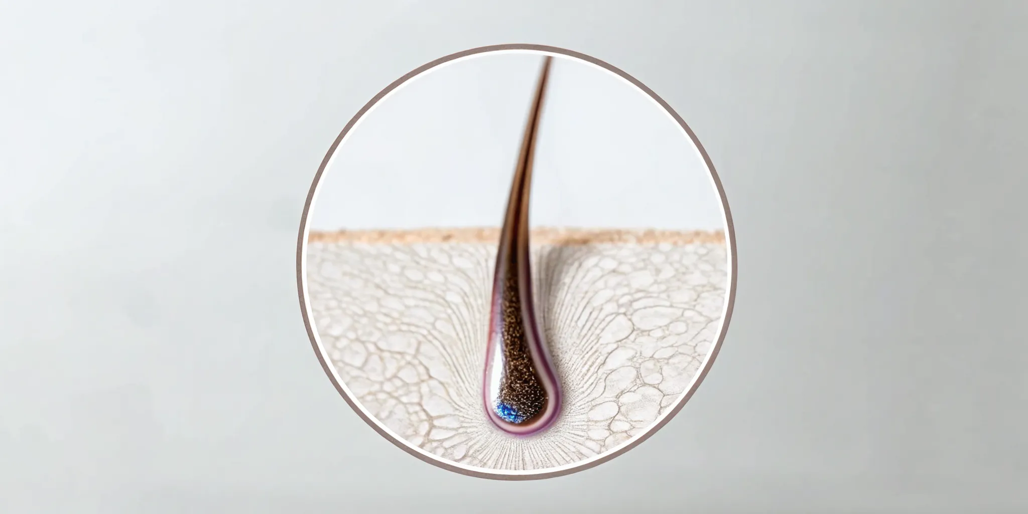Hair follicle cross-section showing sulfotransferase enzyme activity for retinoic acid and minoxidil synergy