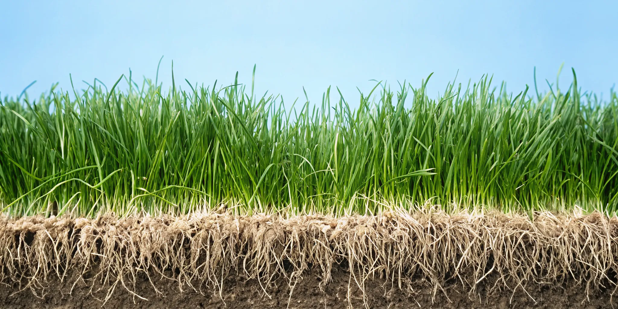 Diagram showing deep grass root system versus shallow roots in soil cross section