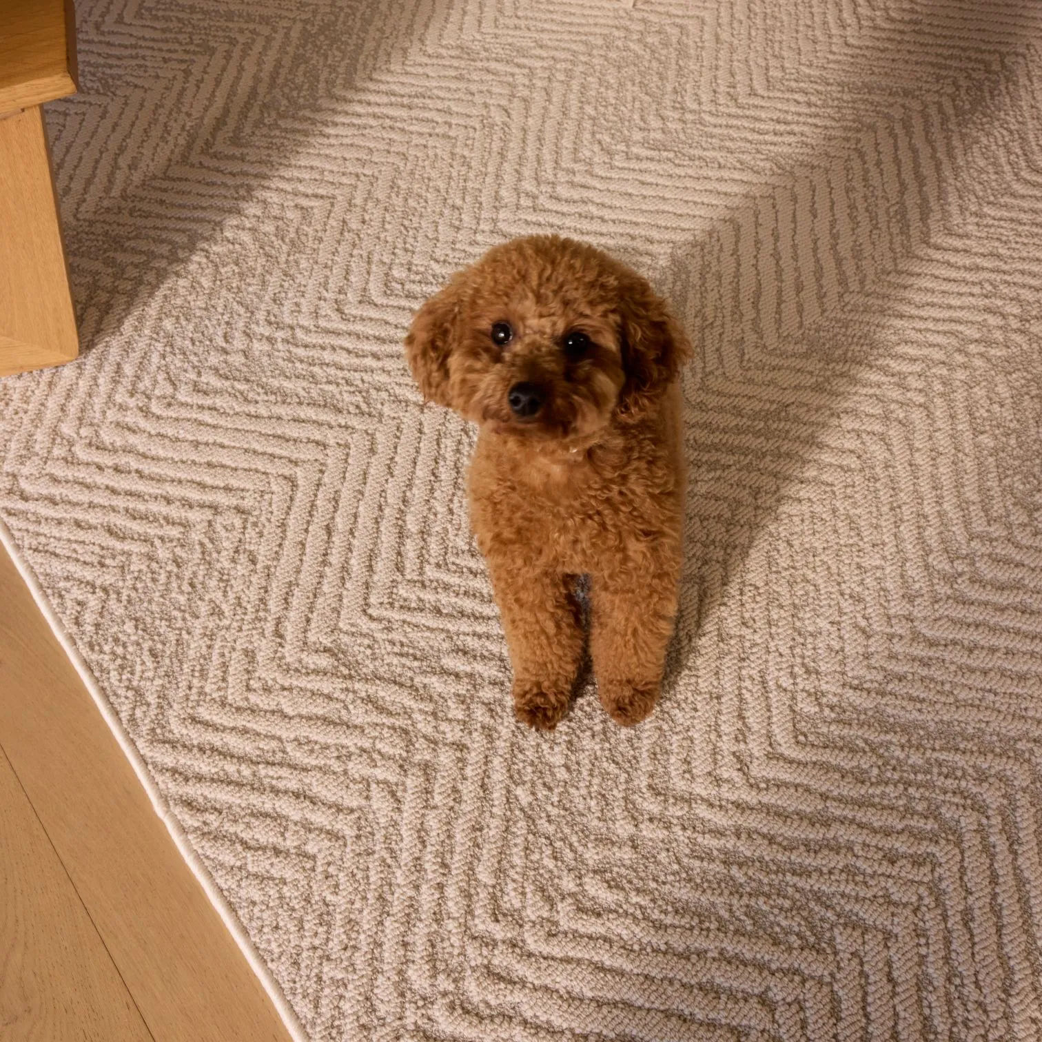Dog relaxing on a neutral Groundstory Elementa performance rug