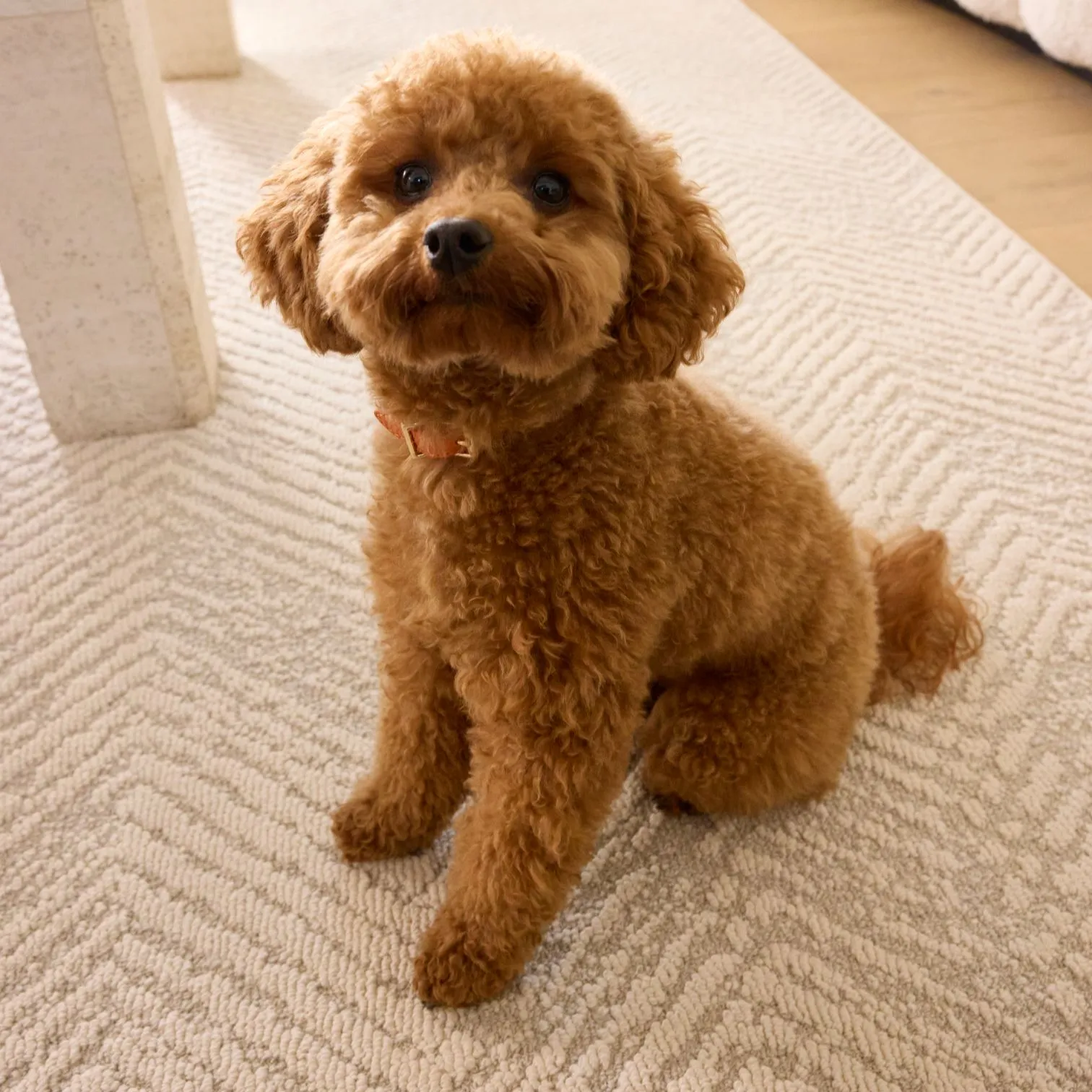 A stain resistant polypropylene rug in a family room with a pet showing how well the fiber handles daily life