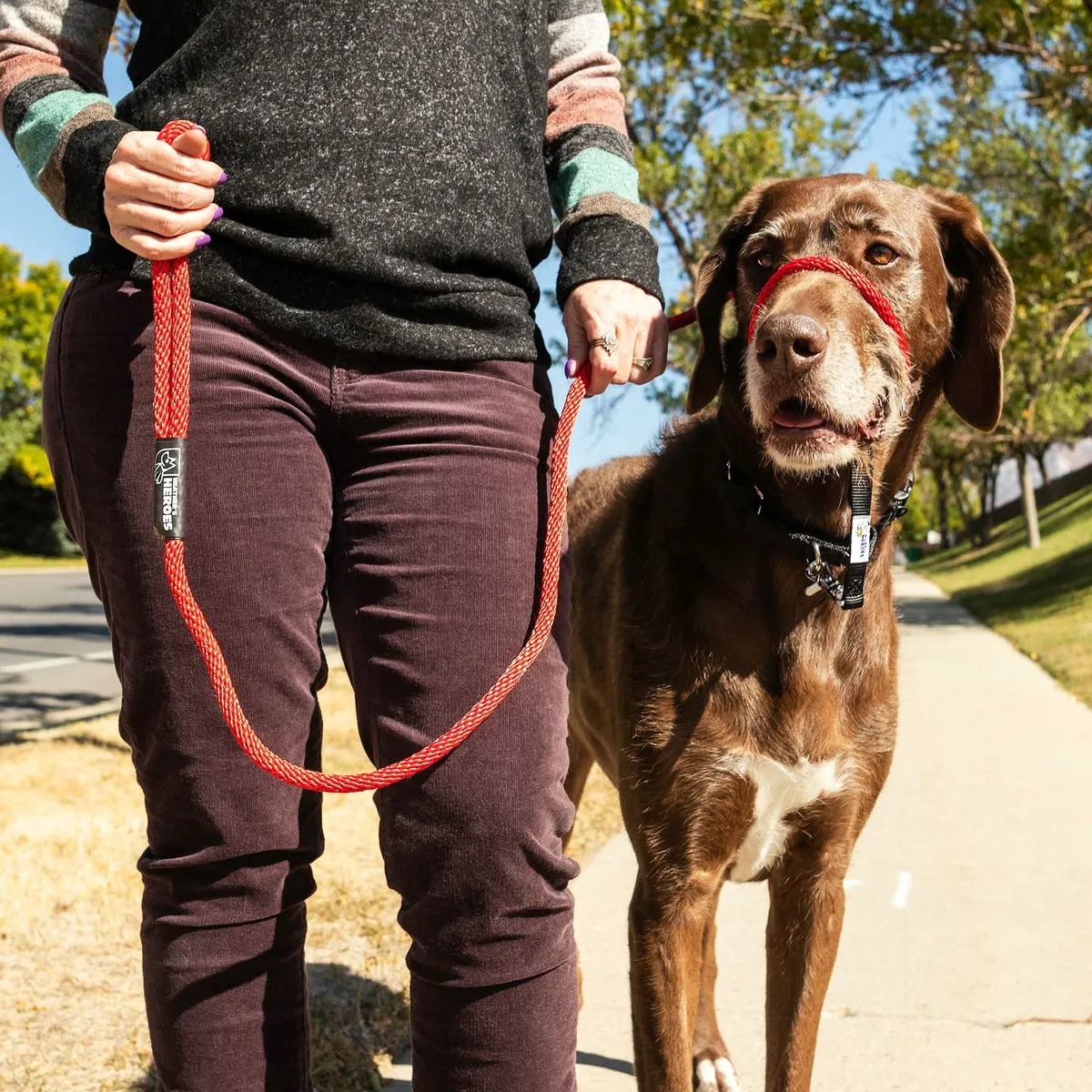 Dog leash length guide example of connected walking with a training leash