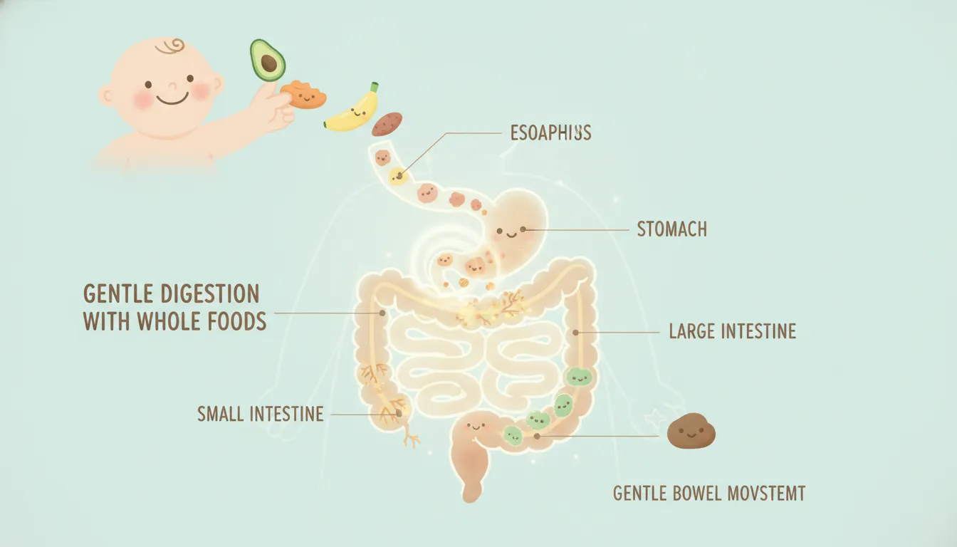 Baby digestive system diagram showing gentle whole food digestion versus difficult processed ingredient digestion