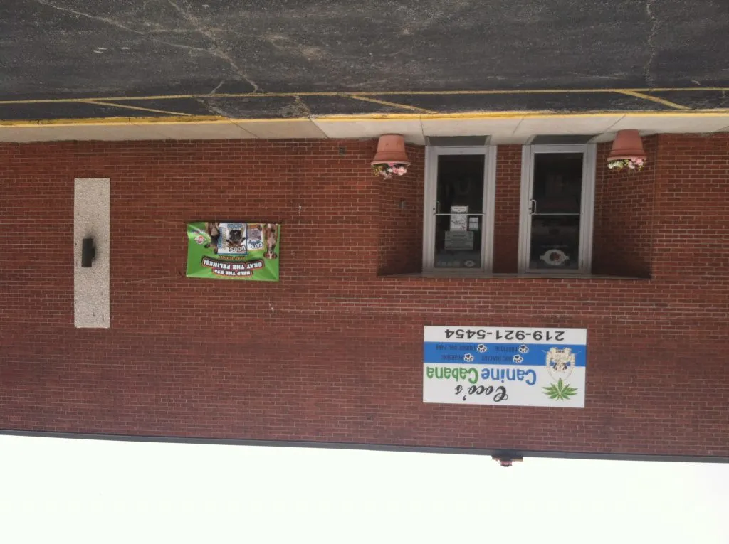 Doggy daycare venue for a pet store advertising campaign