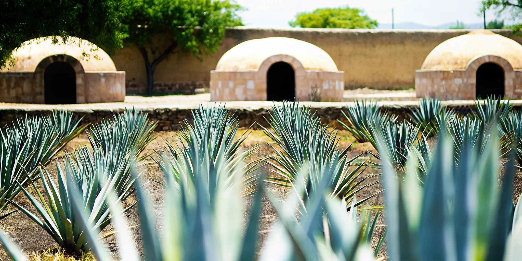 Mature Espadin agave rows near a traditional earthen roasting pit