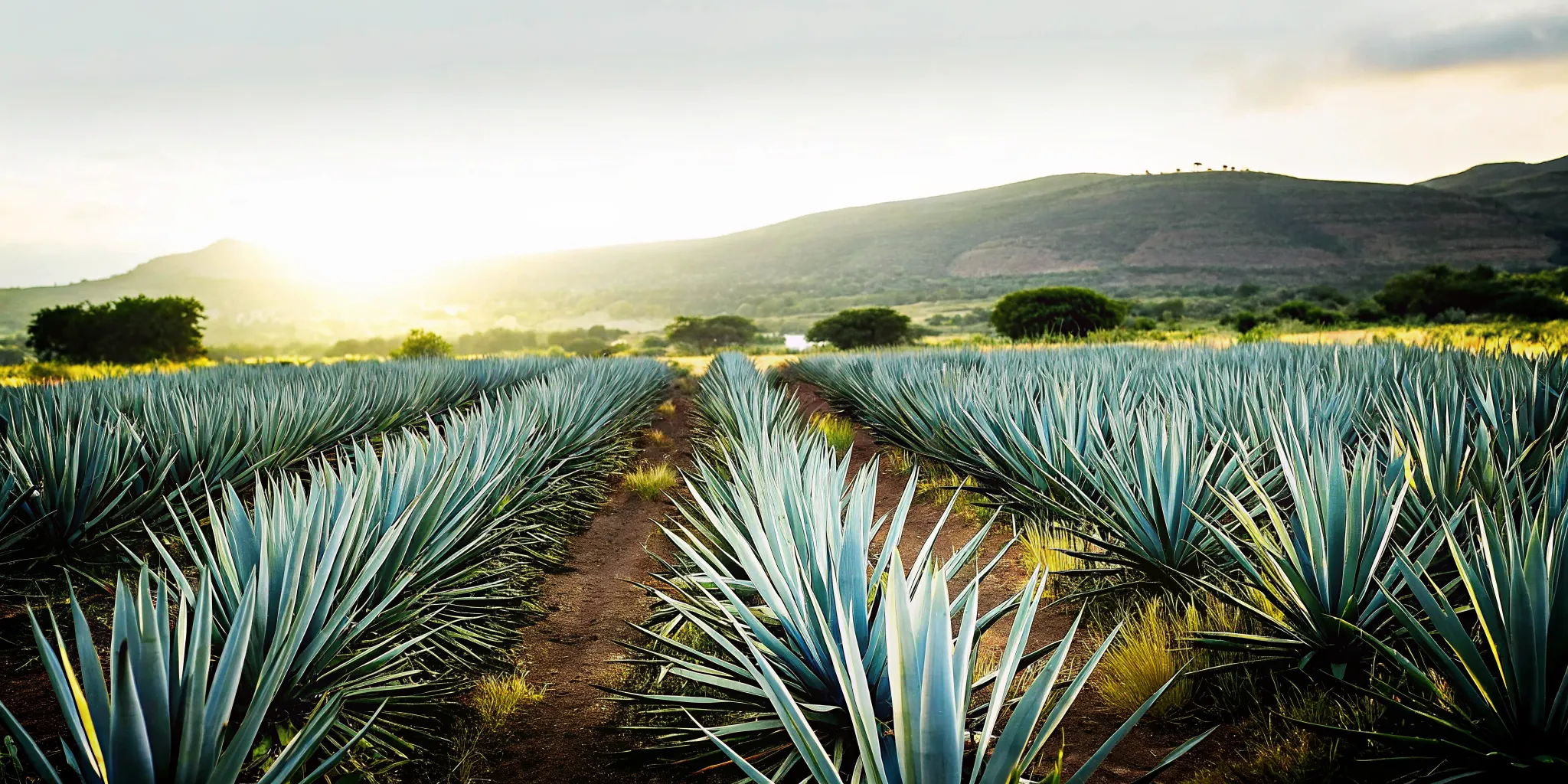 Blue Weber agave growing in a single estate tequila field in Jalisco