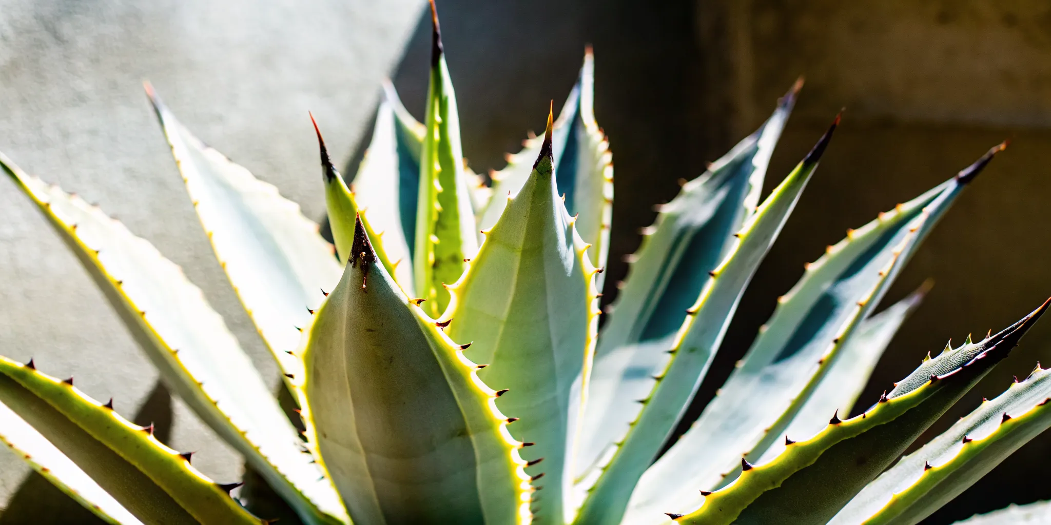 Agave moth larva resting on an agave leaf