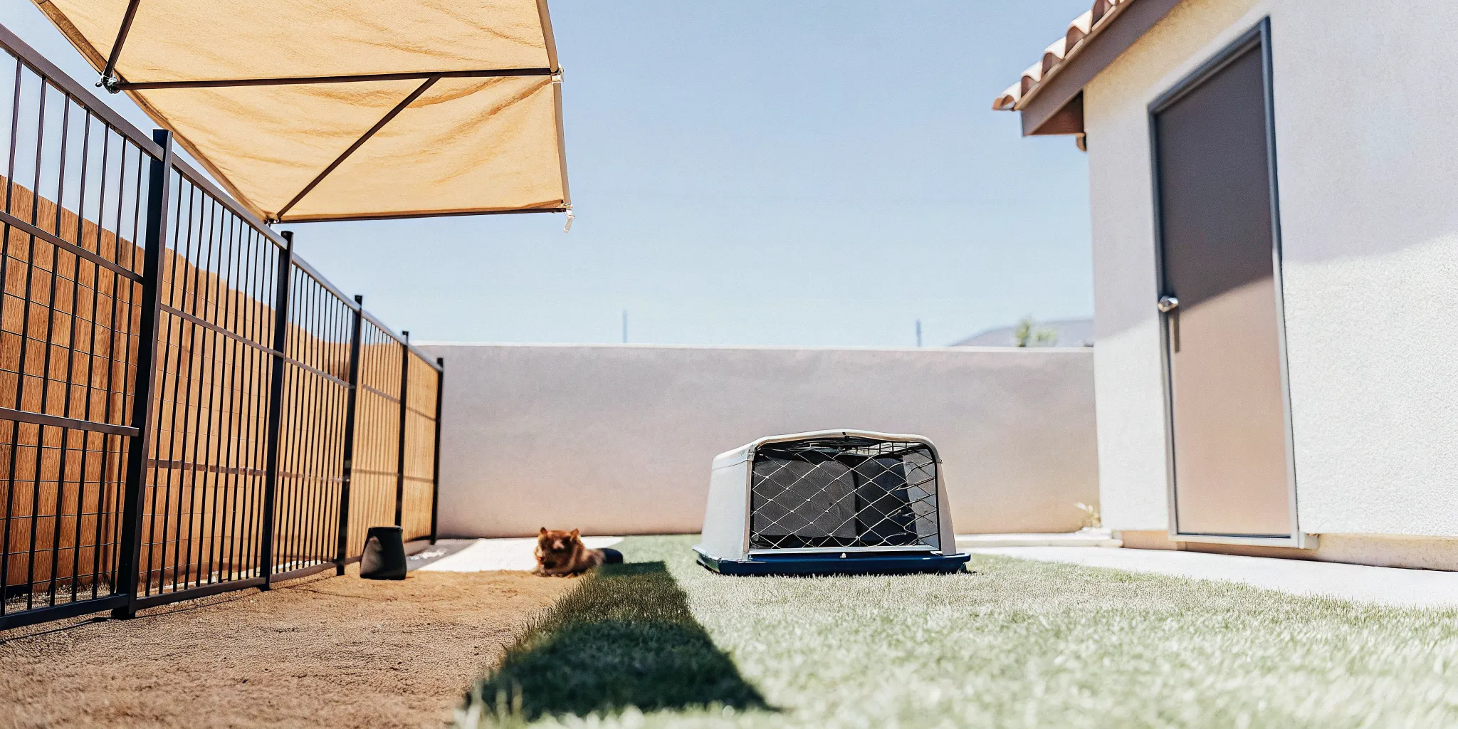 A humane box-style cat trap set up on the grass in a bright Las Vegas backyard