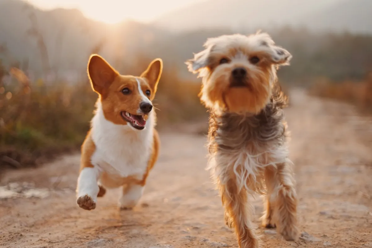 Mapped park zones and maintained waste stations for city pet waste removal services