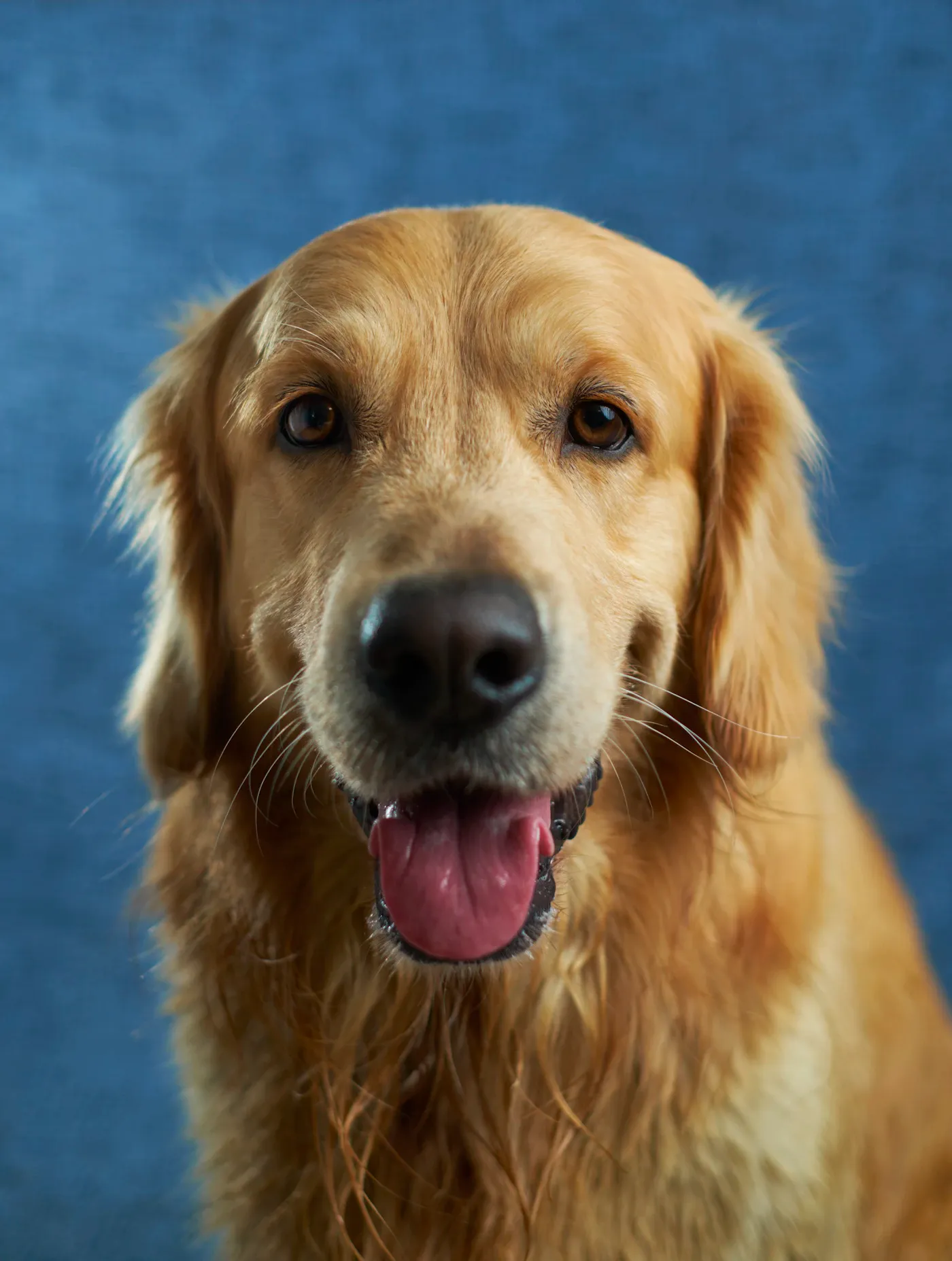 Technician documenting public-space cleanup for city pet waste removal services