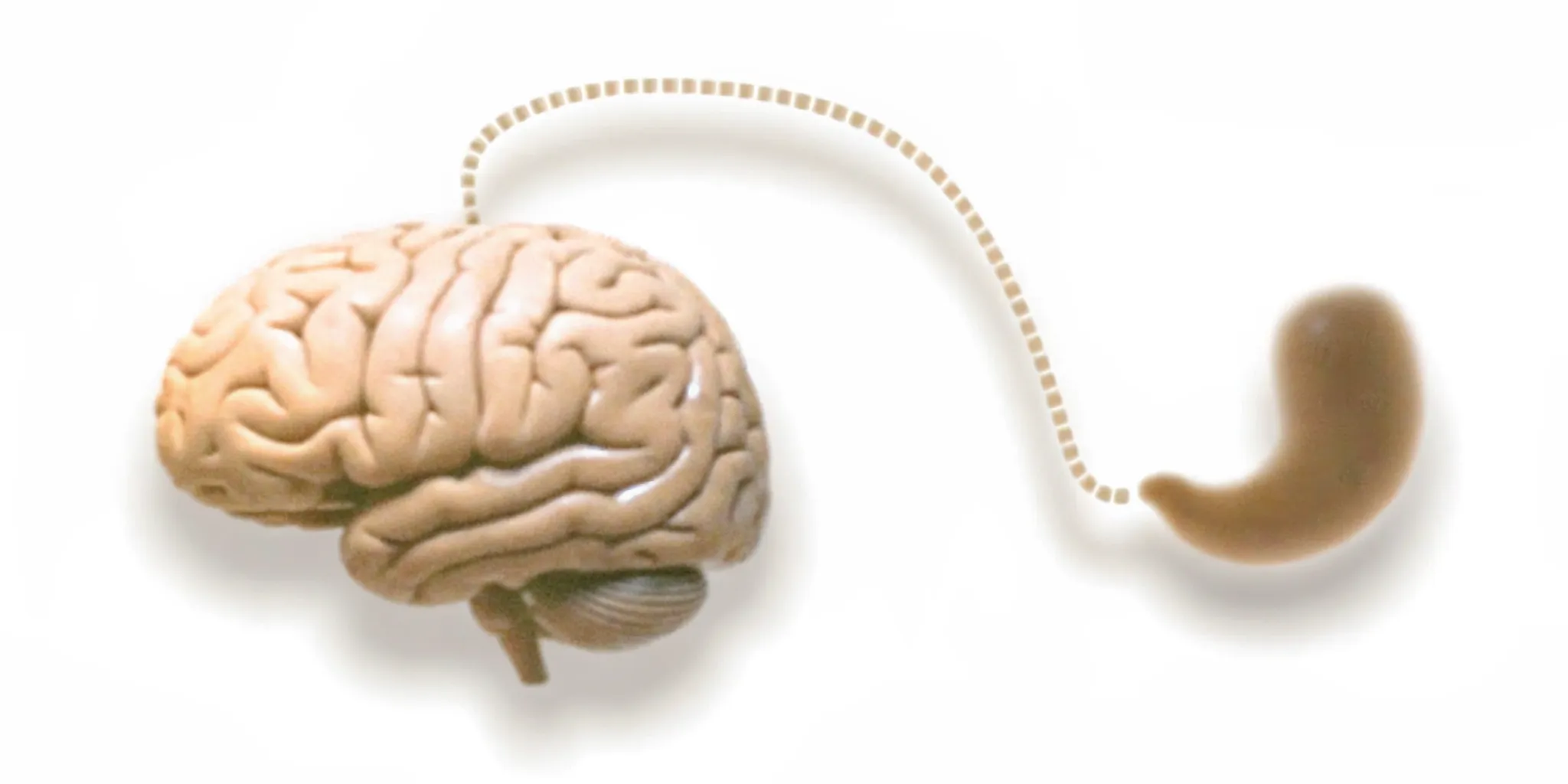 Illustration of the gut-brain connection pathway showing neural signals traveling between the digestive system and the brain