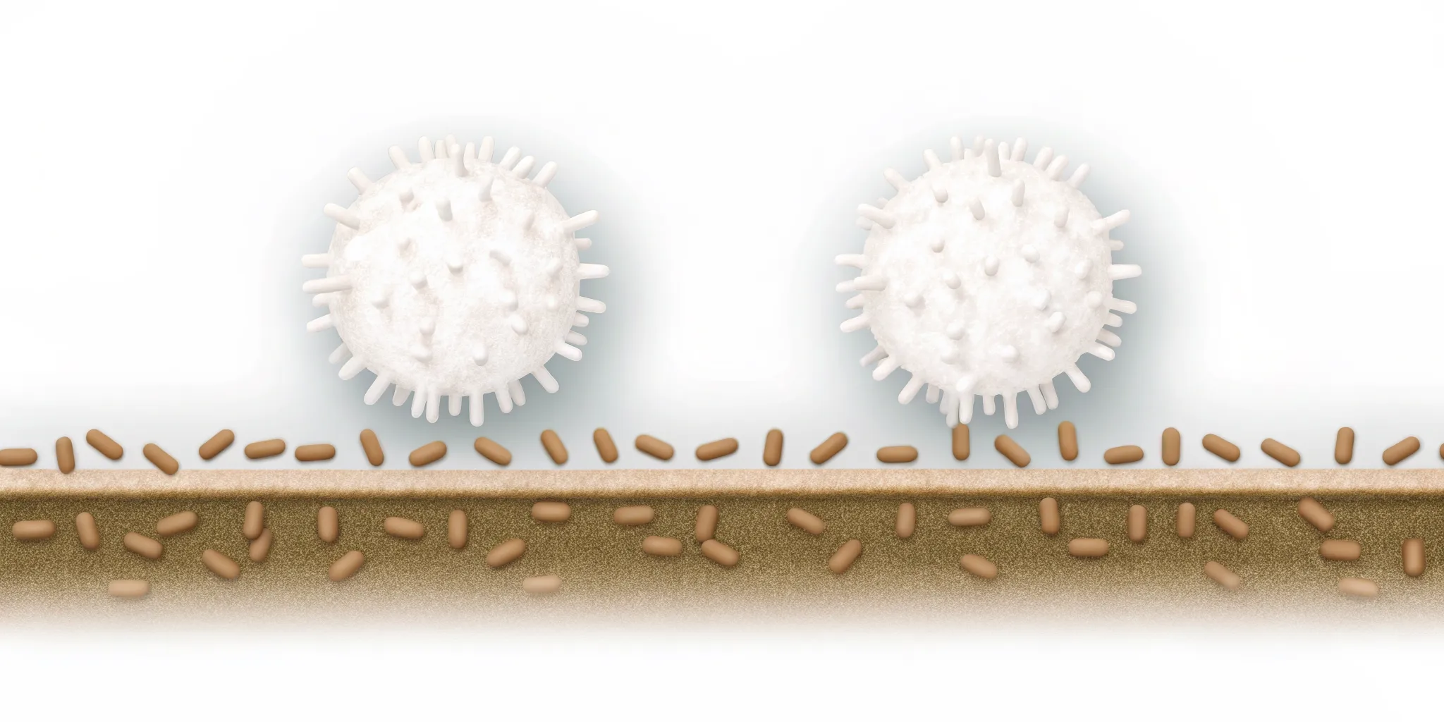 Gut health and immune system illustration showing bacteria and immune cells along the gut lining