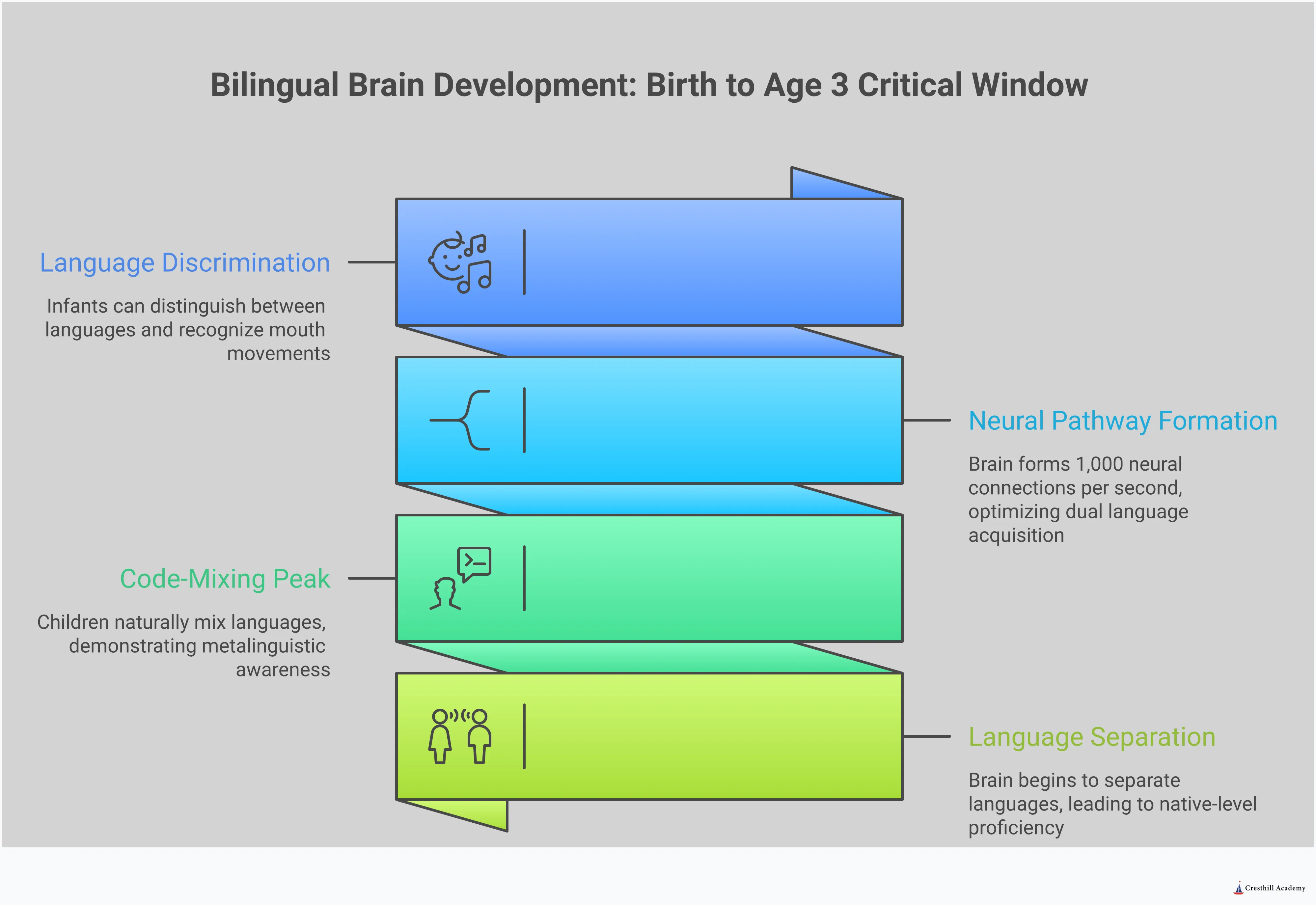 Professional infographic displaying bilingual brain development strategies for infants birth to age 3, featuring neural pathway formation timeline, home language integration methods, program quality indicators, code-mixing recognition guidance, and cognitive enhancement measurements with specific research-backed statistics and implementation strategies for parents and educators