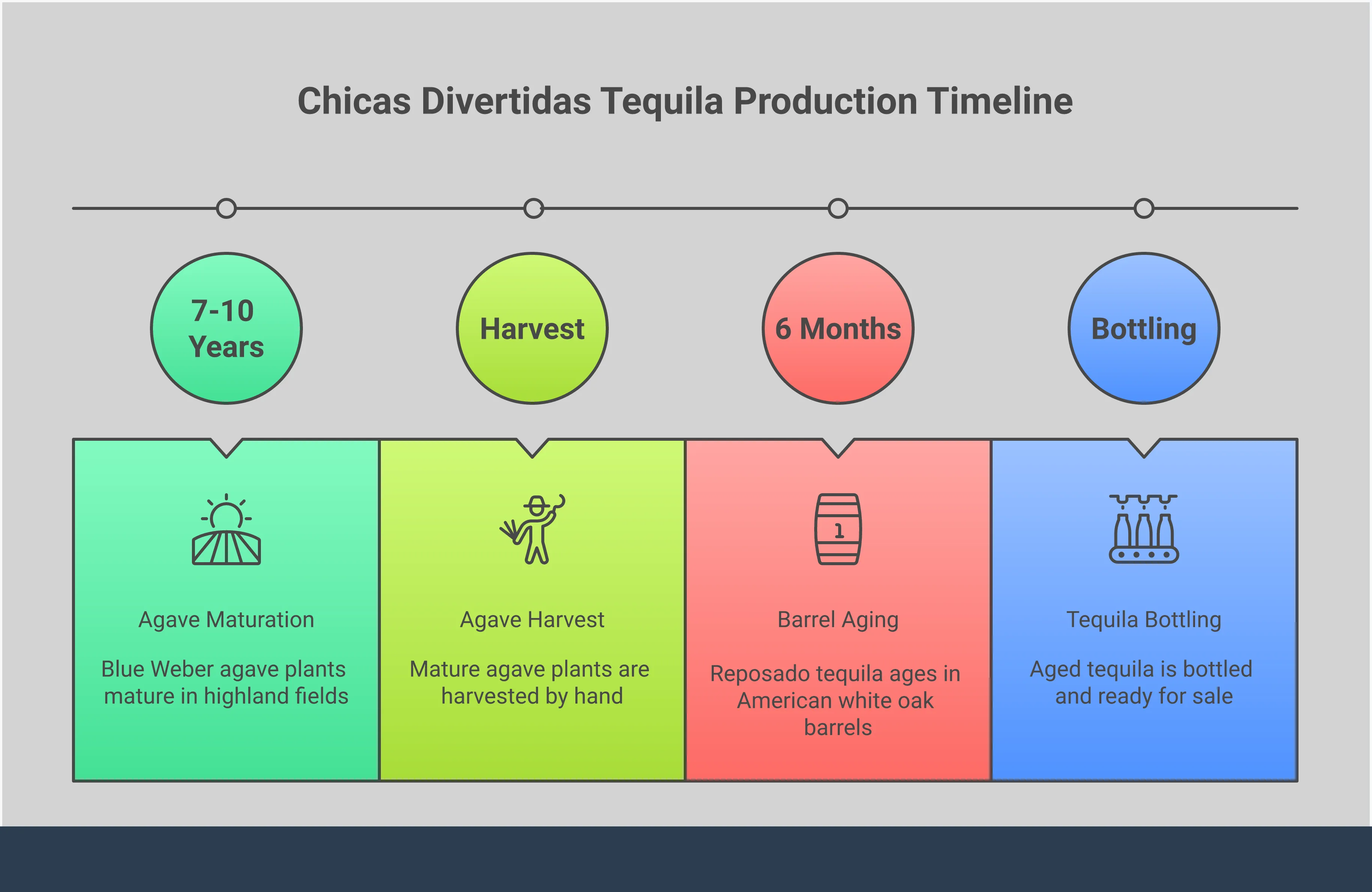 Infographic showing Chicas Divertidas tequila production process from highland agave cultivation through barrel aging, featuring cocktail recipes and proper tasting techniques with food pairing recommendations