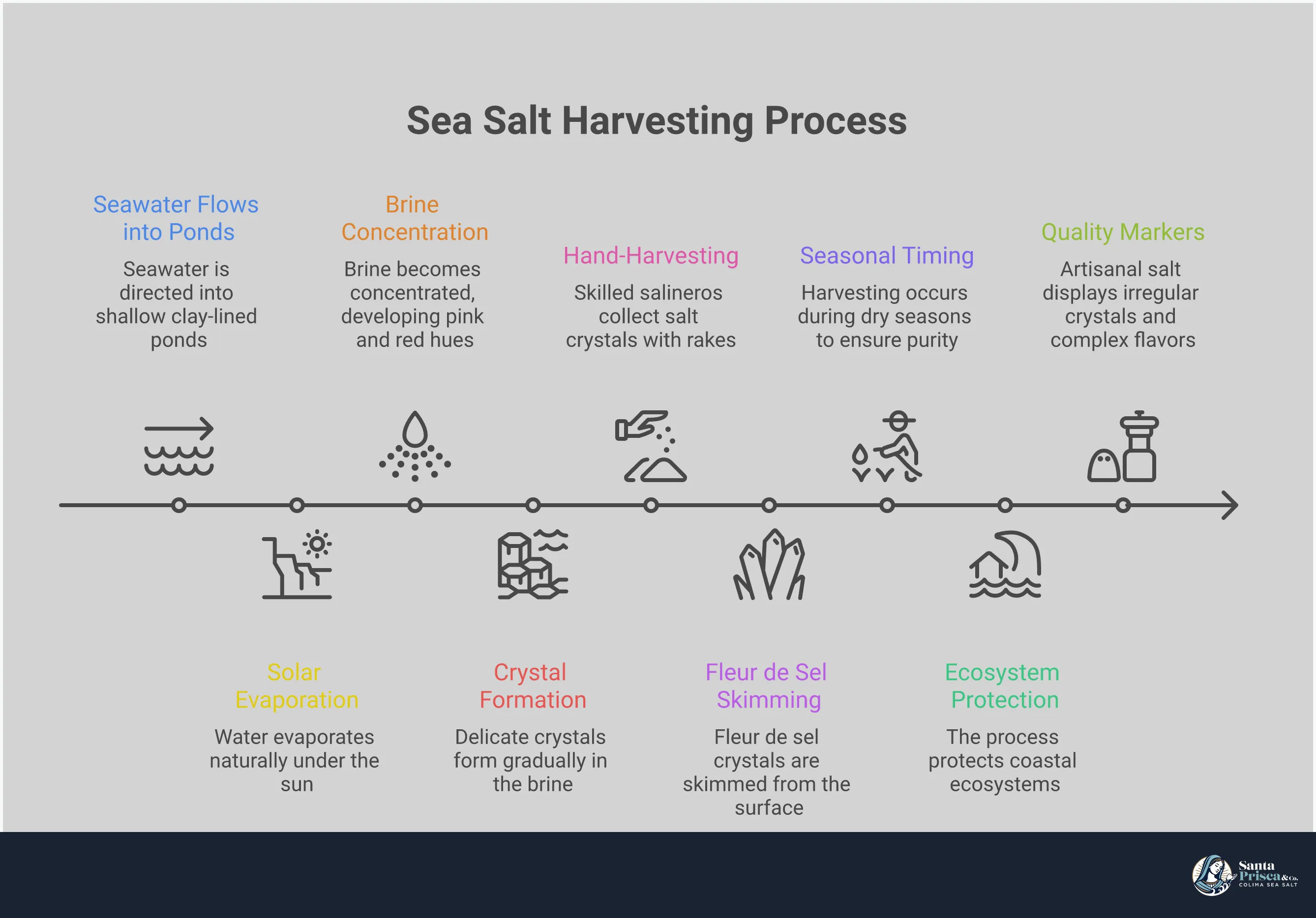 From Ocean to Table: The Art of Sea Salt Harvesting Infographic showing the traditional sea salt harvesting process from ocean water in shallow evaporation ponds to hand-collected crystals. Visual elements include salt pan diagrams, crystal formation stages, harvesting tools, and quality comparison charts between artisanal and industrial salt production methods.